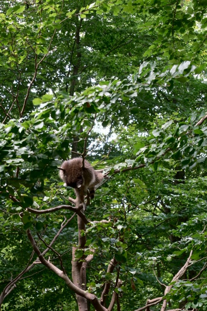 Waschbären im Wildpark